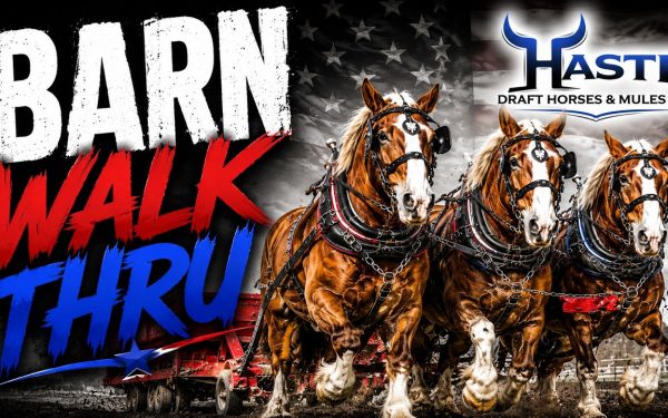 We Can't Show You Everything Yet NEW Draft Horse Teams & Mules Are Coming