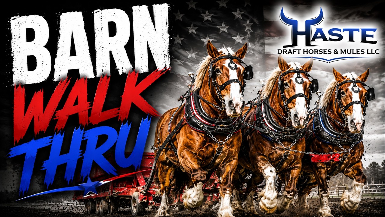 We Can't Show You Everything Yet NEW Draft Horse Teams & Mules Are Coming